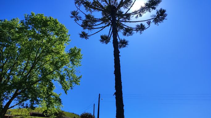LINDA ARAUCARIA E CEU AZUL