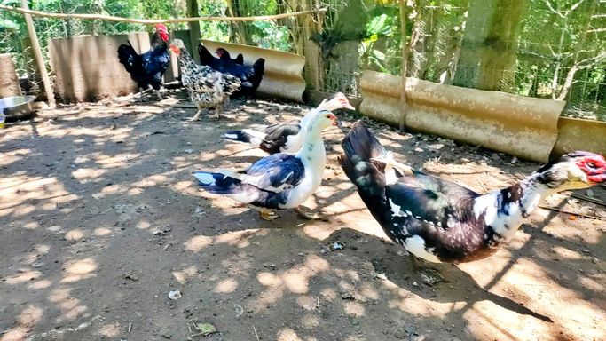 PATOS E GALINHAS
