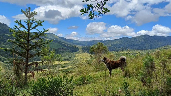 CACHORRO E NATUREZA