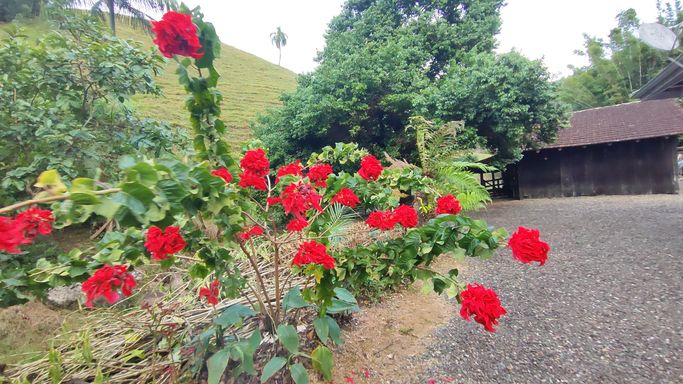 flores