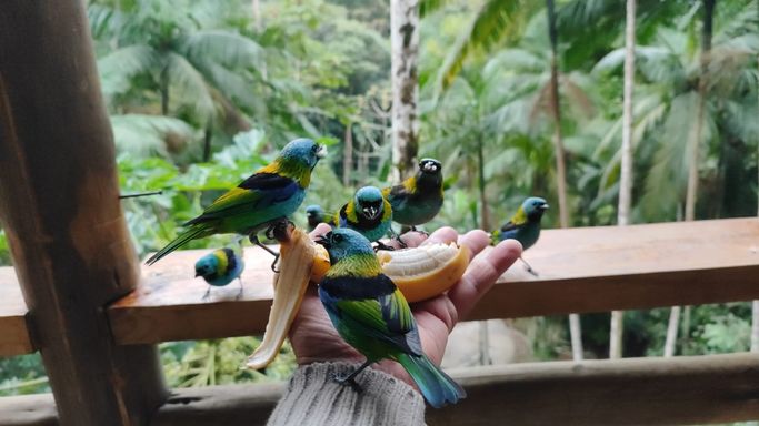 SAIRAS 7 CORES COMENDO BANANA NA MÃO NA VARANDA