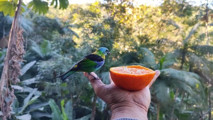 SAIRA COMENDO LARANJA NA MAON VARANDA DA CASA