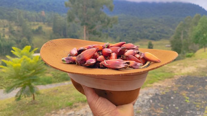 PINHAO COLHIDO NO SITIO