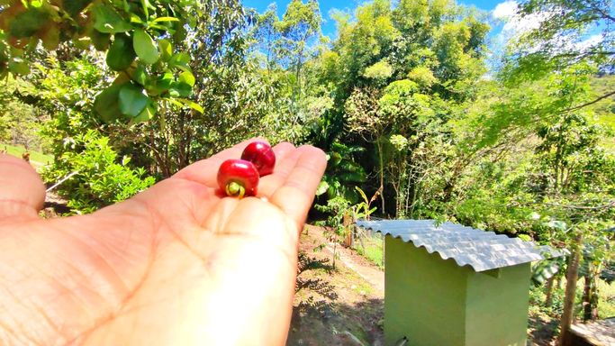 GARMICHAME E MUITAS ARVORES FRUUTUFERAS