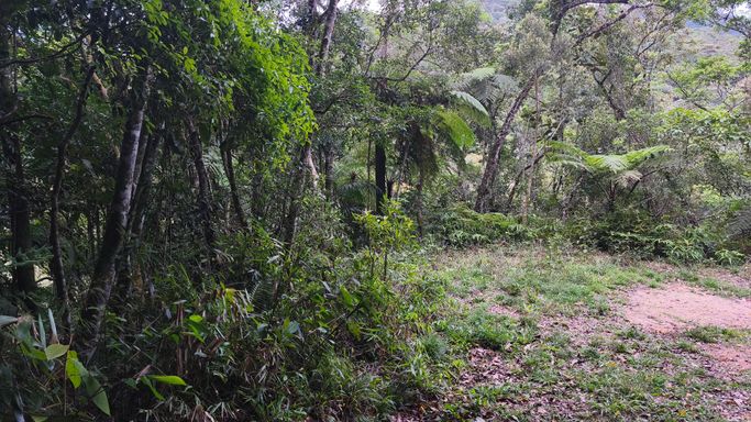 Mata nativa no terreno no sítio à venda em Águas Mornas SC