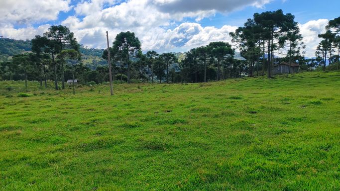 PASTO E FLORESTA