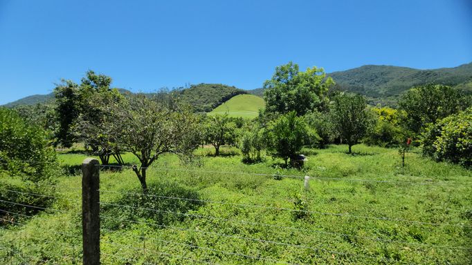 POMAR COM MUITAS FRUTAS TODAS PRODUZINDO