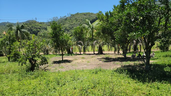 POMAR COM MUUITAS FRUTÍFERAS