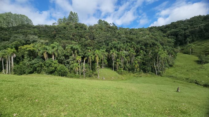 PASTAGEM E LINDO BOSQUE