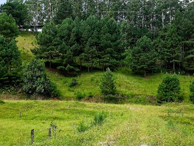 Pastagem e pinheiros
