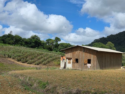 Barracao e plantação de tomates