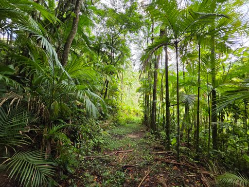 Estrada dentro do cultivo de palmito