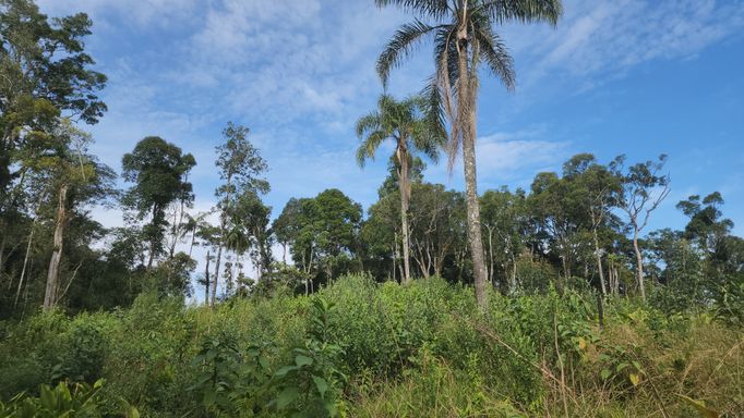 COQUEIRO E BOSQUE