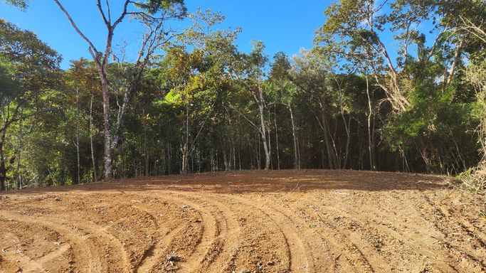 BOSQUE E CHAO DE CASA