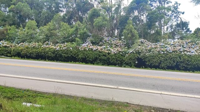 ASFALTO  E LINDAS HORTÊNCIA
