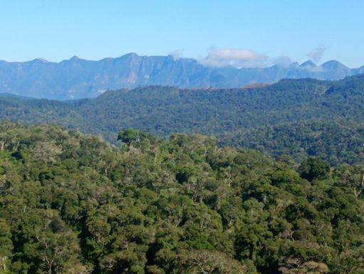 BOSQUE E LINDA VISTA