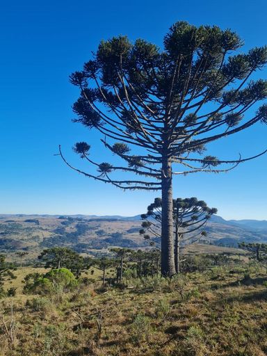 LINDO PE DE PINHAO