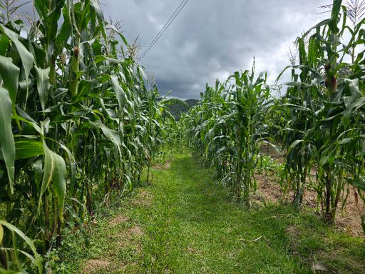 Plantação de milho em area plana com canteiros