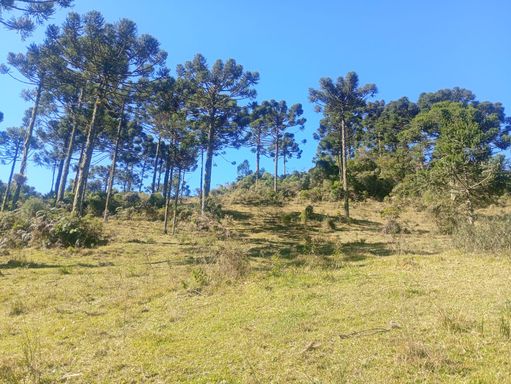 LINDAS ARAUCARIAS