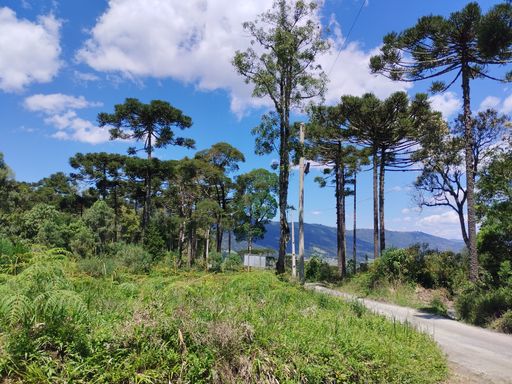 ACESSO E ARAUCÁRIAS