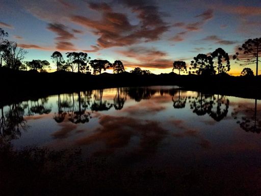 ARAUCARIAS E ACUDE