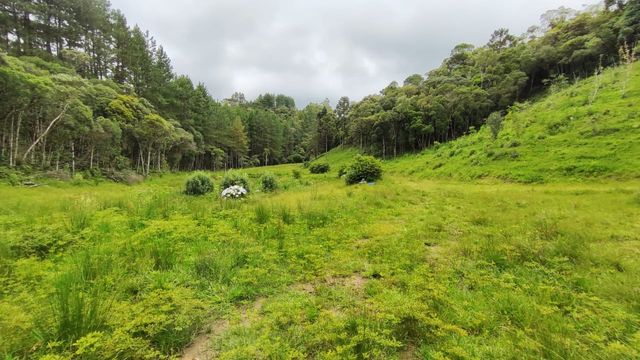 PASTAGEM E  HORTÊNCIA