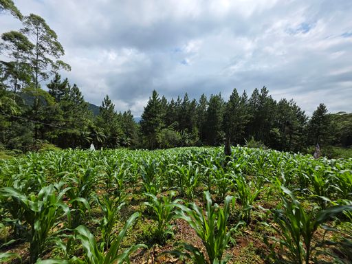 Area plana com cultivo de milho