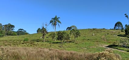 Lindos coqueiro
