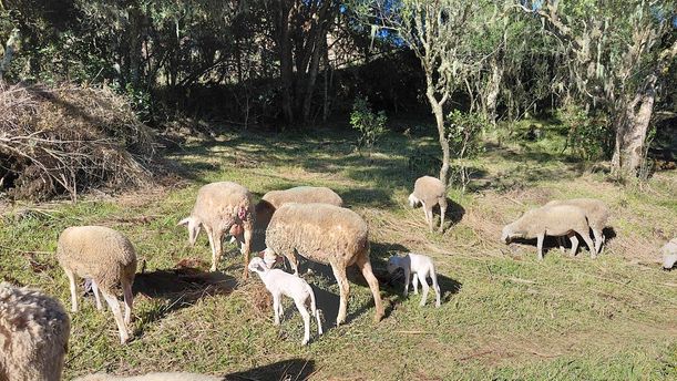 OVELHAS E BOSQUE
