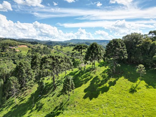 ARAUCARIAS E GRAMADO