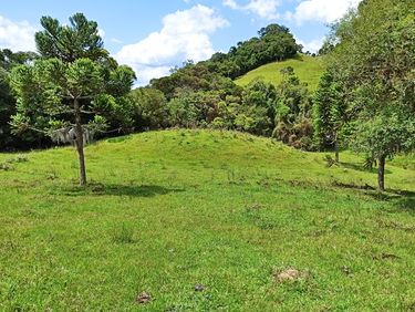 PASTAGEM E ARAUCÁRIAS
