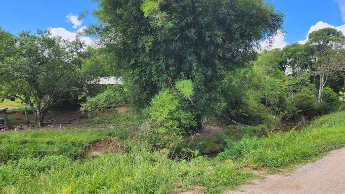 ÁRVORE  E CASA DA VACAS