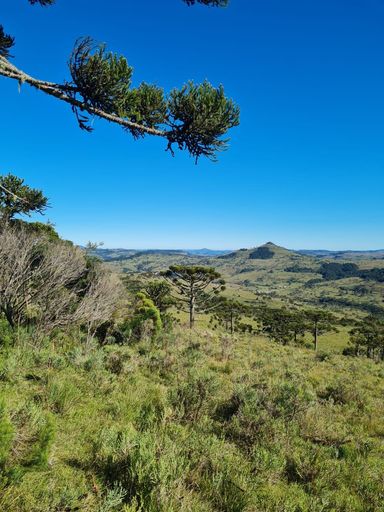 ARAUCARIA E PASTAGEM