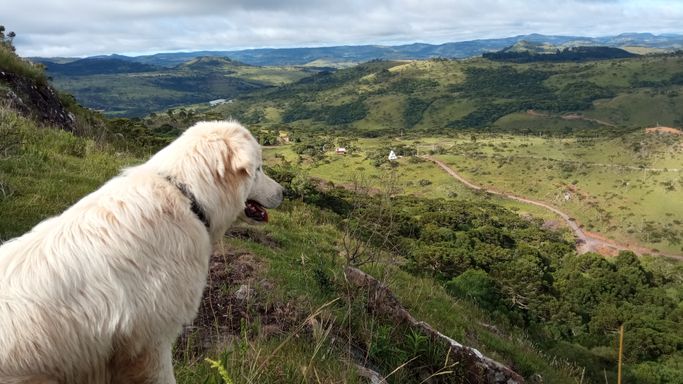 CACHORRO E LIMNDA VISTA