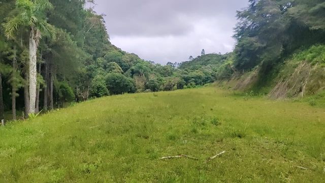 AREA PLANA COM PASTAGEM E ÁRVORES