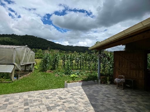 Plantação de milho