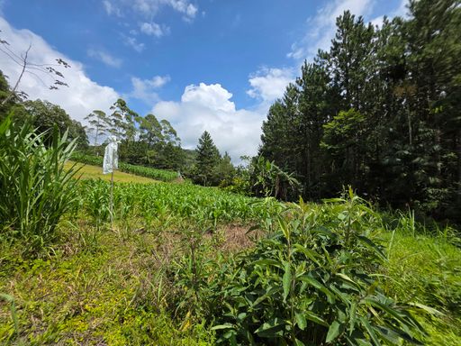 Area plana com cultura de milho