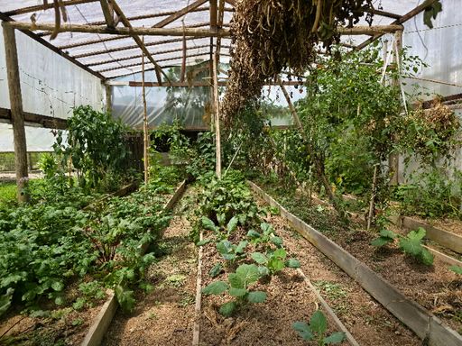 Estufas com canteiros de verduras
