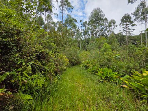 Estrada dentro do sitio