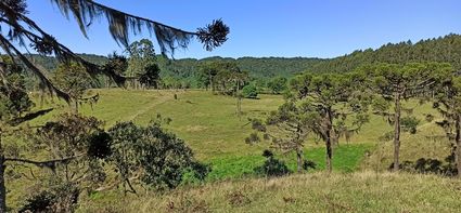 Pastagem  e araucarias