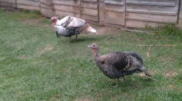 PERUS, BOB MARLI E ESPOSA