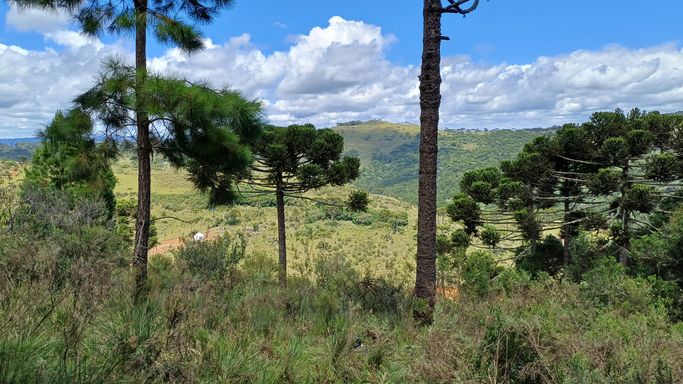 BELAS ARAUCARIAS
