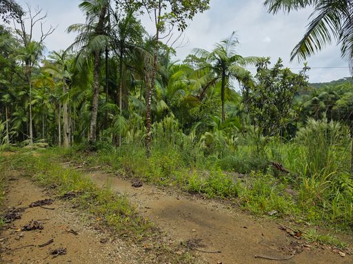 Estrada dentro do sitio