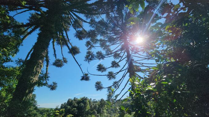 LINDAS ARAUCÁRIAS