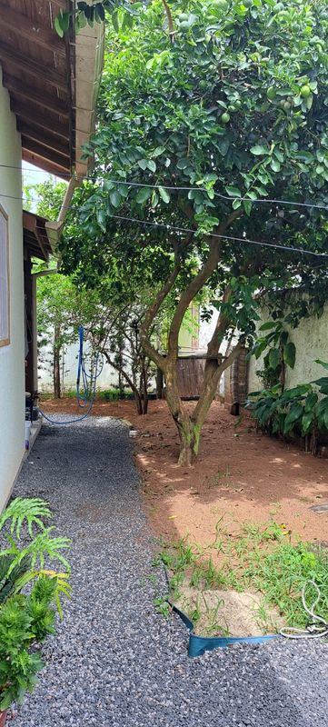 pátio com árvore frutífera
