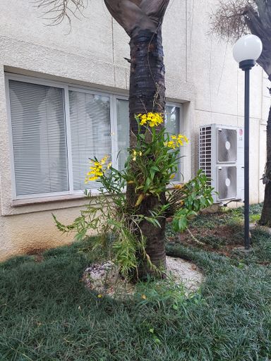 Jardim