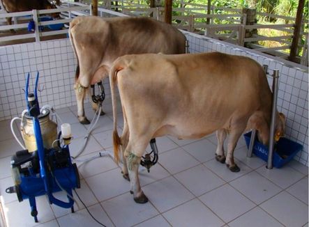 Condomínio Fazenda Real ordenha