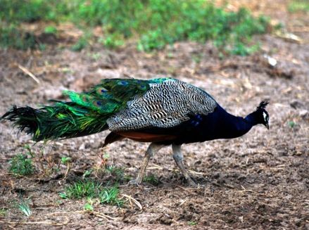 Condomínio Fazenda Real aves