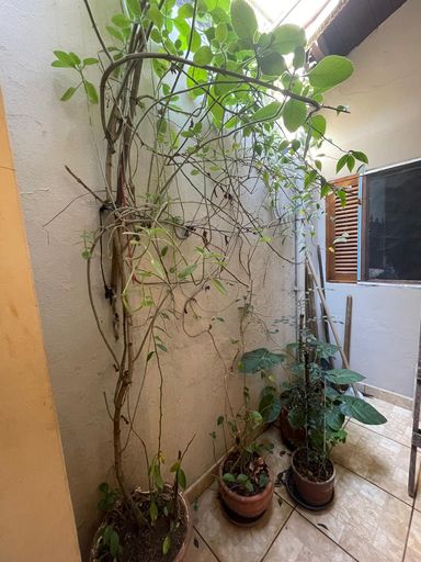 Jardim de inverno