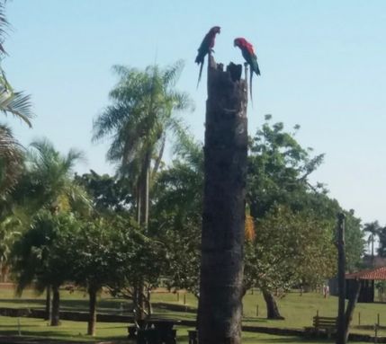 Natureza sempre presente
